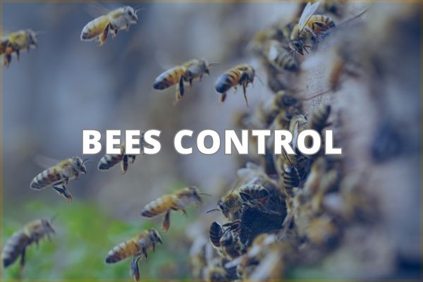 Bees Control Service