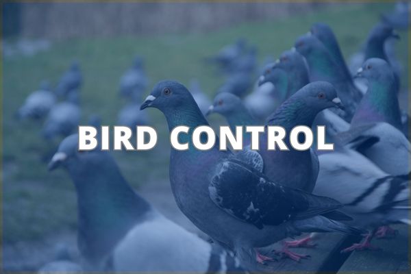 Bird Control Service
