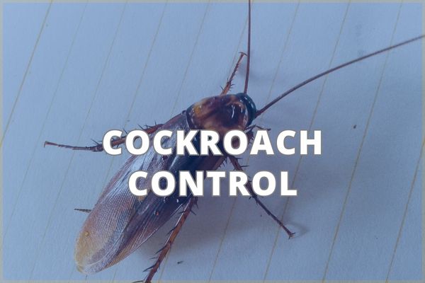 Cockroach Control Service