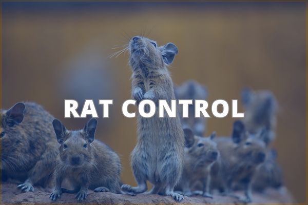 Rat Control Service