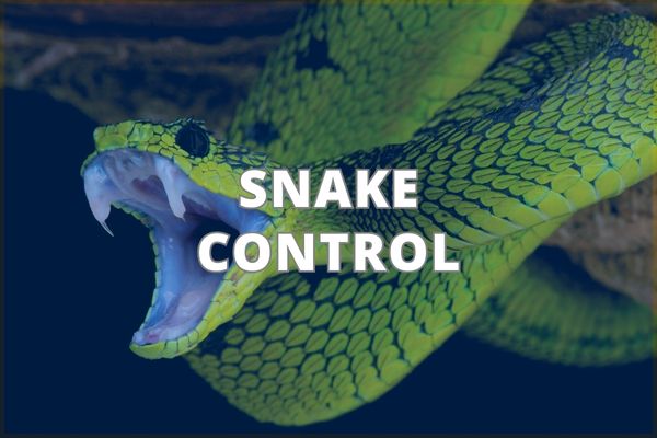 Snake Control Service