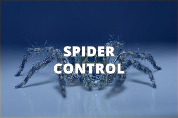 Spider Control Service