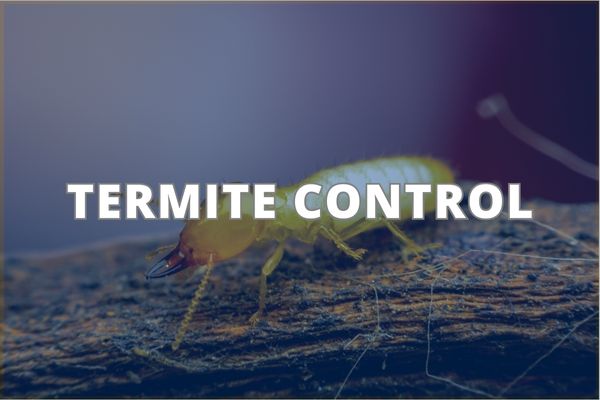 Termite Control Service