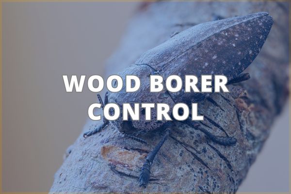 Wood Borer Control Service