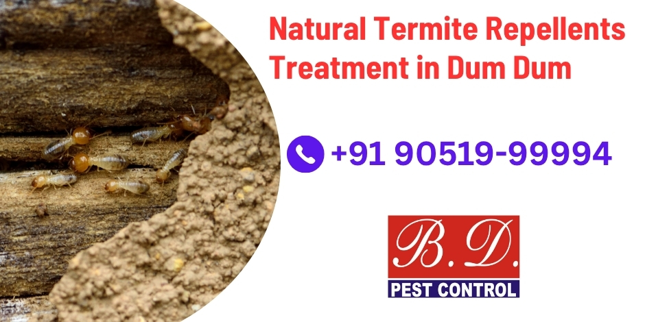 View of Natural Termite Repellents Treatment in Dum Dum